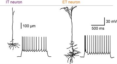 Neocortical layer 5 subclasses: From cellular properties to roles in behavior